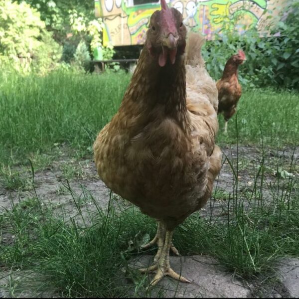 (T)RUSTY (? – 2021)